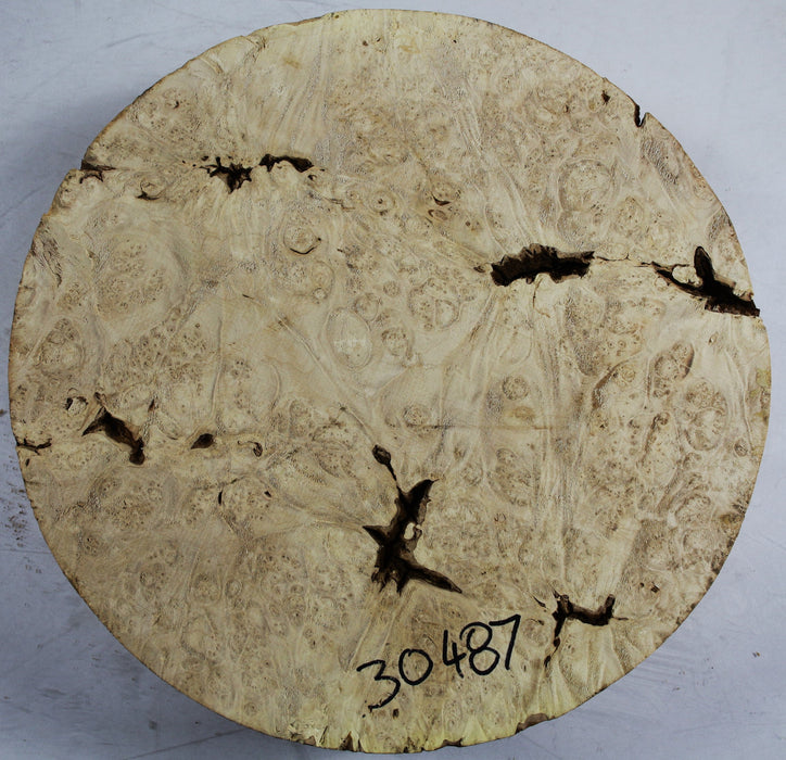 Maple Burl Round 13" diameter x 3" thick (HIGHLY FIGURED) - Stock# 3- 0487